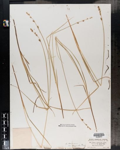 Plantae