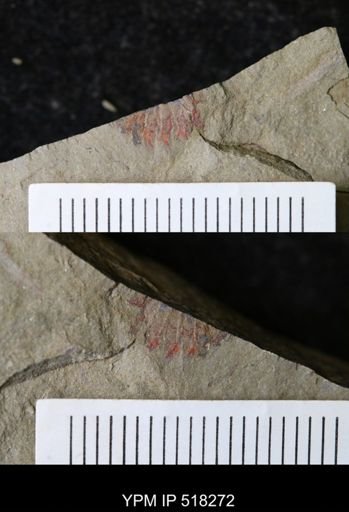 Thelxiope sp.