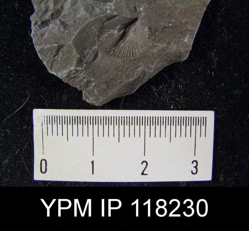 Dalmanella elegantula submedia