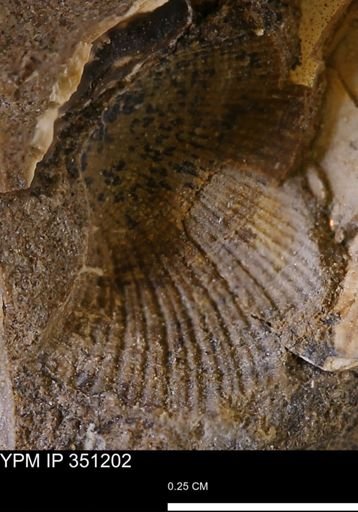 Parallelodon?