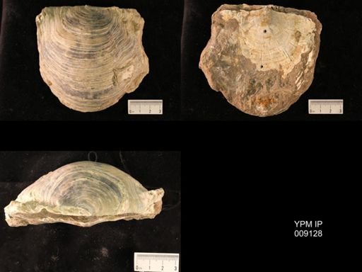 Gryphaea vesicularis