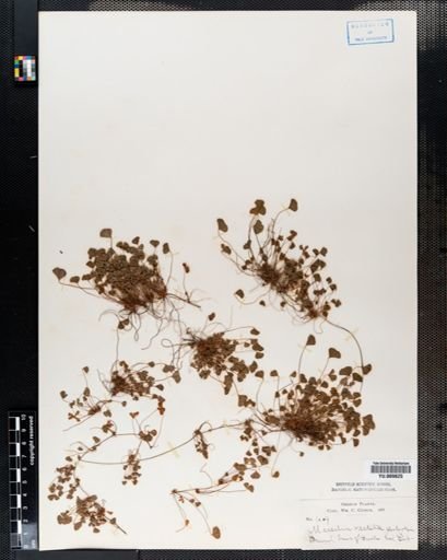 Marsilea