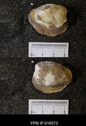 Corbicula?