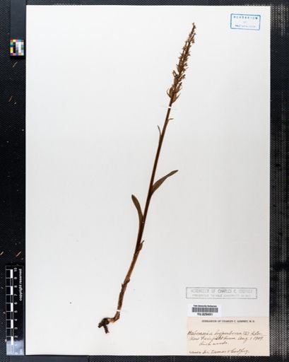 Habenaria hyperborea