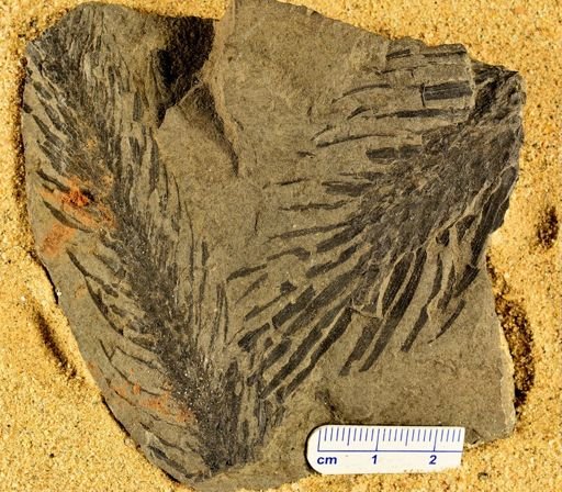 Lepidodendron