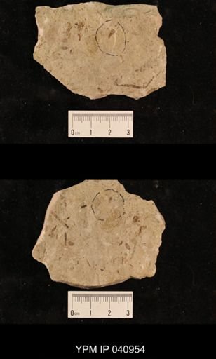 Paraprisca fragilis