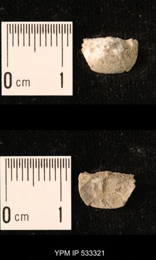 Chonetes sp.
