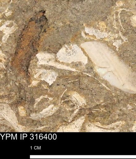 undet. Mollusca