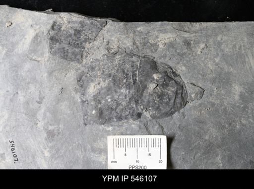 undet. Eurypterida