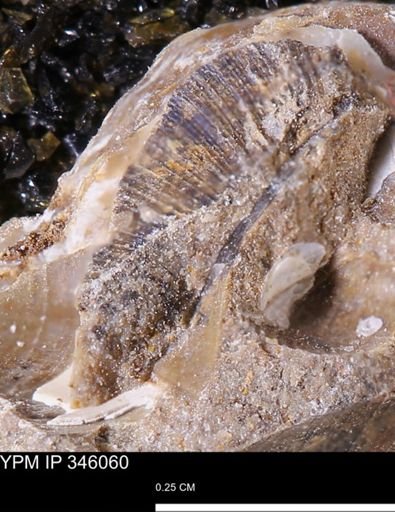 Limopsis striatopunctatus