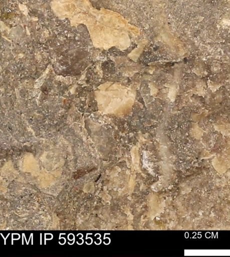 taxon undetermined