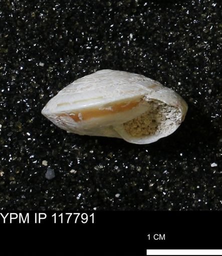 Poecilozonites bermudensis sieglindae