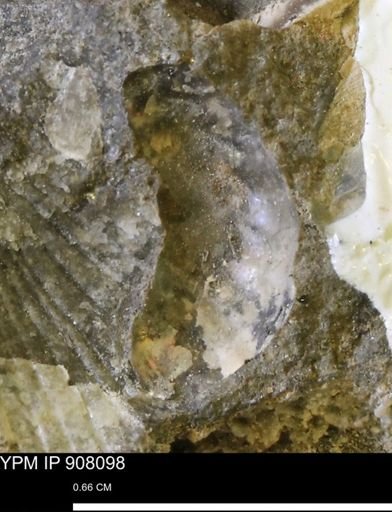undet. Scaphitidae