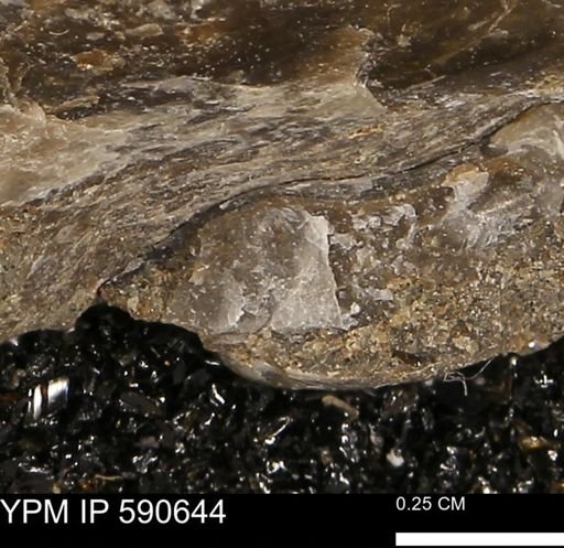 Ostrea sp.