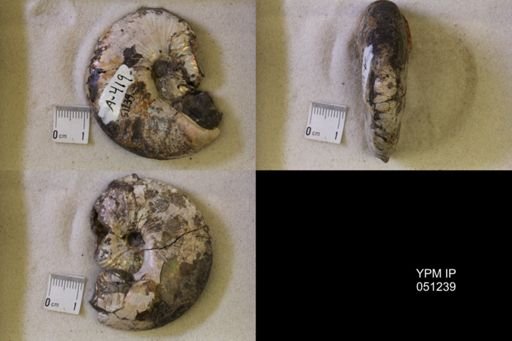 Hoploscaphites nicolletii