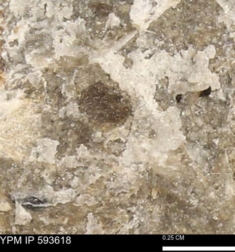 undet. Mollusca