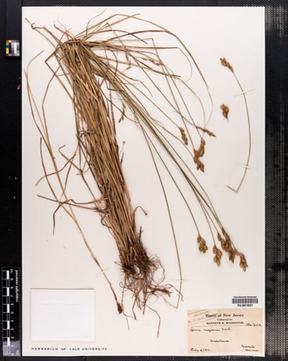 Carex scoparia