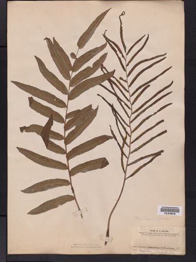 Lomariopsis