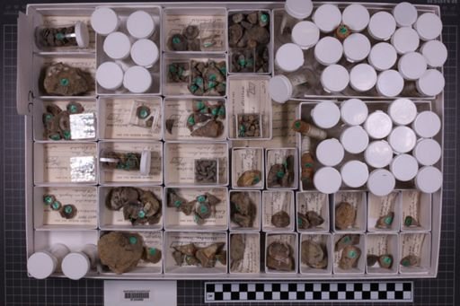 mixed taxa, stratigraphic collection
