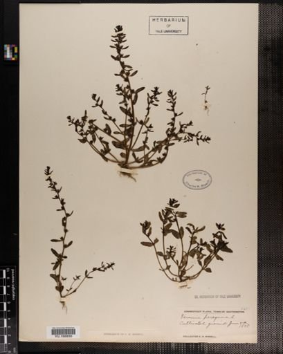Plantae