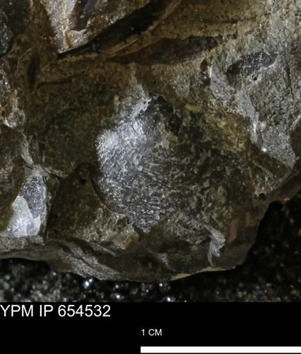 Oxytoma (Hypoxytoma) nebrascana
