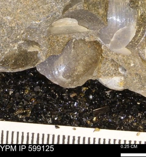 undet. Bryozoa