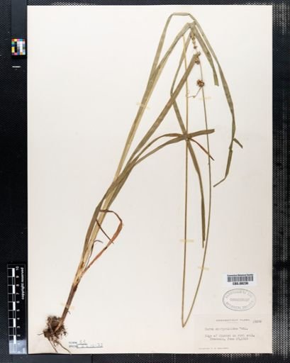 Carex sparganioides