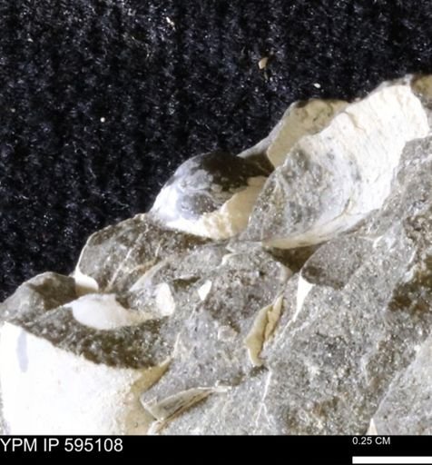 Protocardia sp.