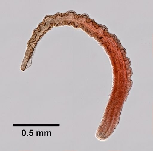 Polydora