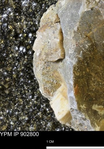 Baculites sp.