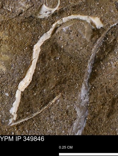 undet. Bivalvia