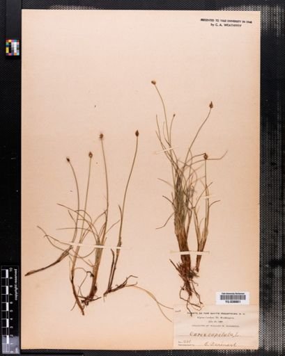 Carex capitata