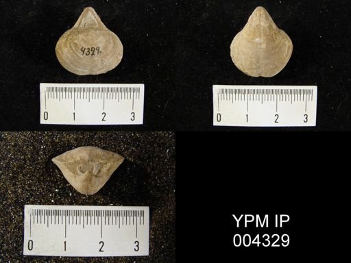 Stringocephalus dorsalis