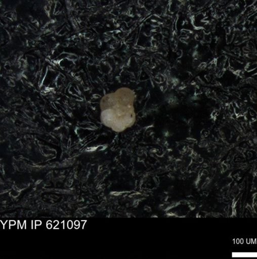 undet. Rugoglobigerinidae