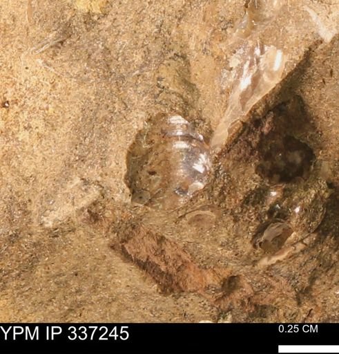 undet. Mollusca