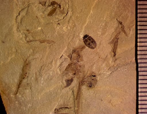 undet. Coleoptera