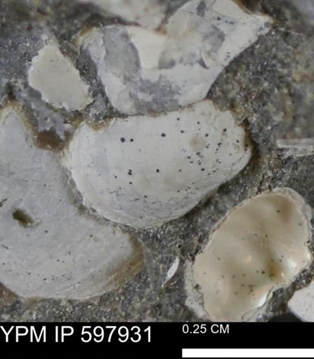 Limopsis striatopunctatus