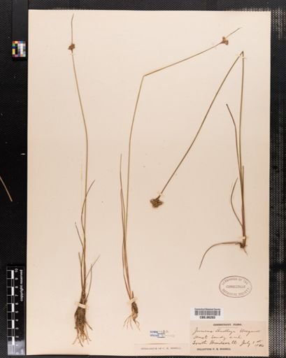 Juncus dudleyi