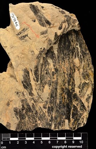 Taeniocrada sp.