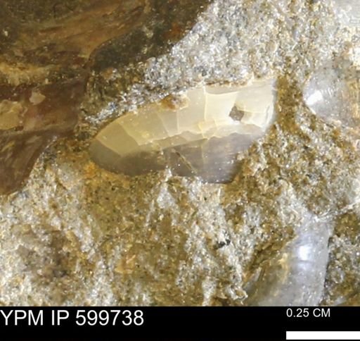 Protocardia subquadrata