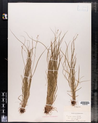 Carex rosea