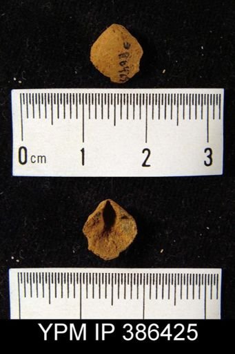 undet. Athyridida