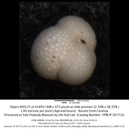 undet. Foraminiferida