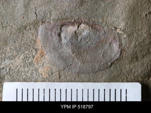 undet. Bivalvia