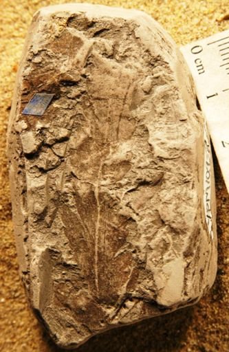 Asplenium foersteri