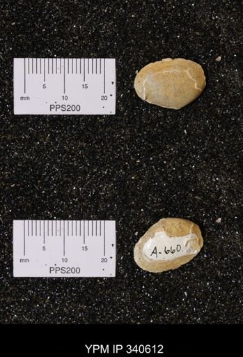 Corbicula sp.
