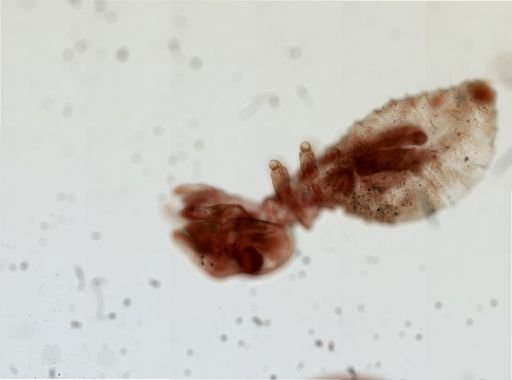 Nasutitermes corniger