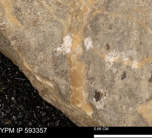 undet. Mollusca