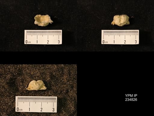 Marginifera wabashensis var. armata
