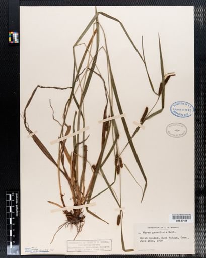 Carex granularis